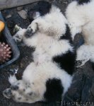 Превью фото № 103602