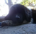 Превью фото № 103604