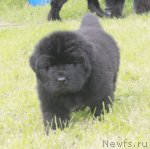 Превью фото № 103721