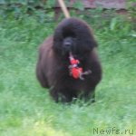 Превью фото № 103771