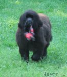 Превью фото № 103772