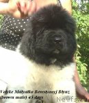 Превью фото № 104205