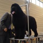 Превью фото № 10422