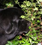 Превью фото № 104452