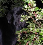 Превью фото № 104457