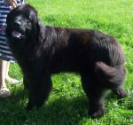 Превью фото № 104481