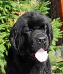 Превью фото № 10467