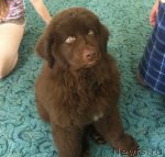 Превью фото № 104746