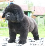 Превью фото № 104942