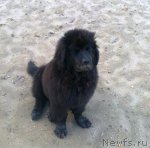 Превью фото № 105108