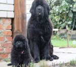 Превью фото № 105138