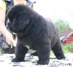 Превью фото № 105142