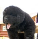 Превью фото № 105214