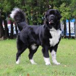 Превью фото № 105309