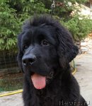 Превью фото № 105388