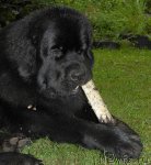 Превью фото № 105445