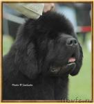 Превью фото № 10569