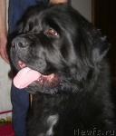 Превью фото № 10574