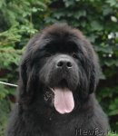 Превью фото № 105814