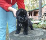 Превью фото № 106253