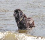 Превью фото № 106290