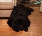 Превью фото № 106318