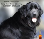 Превью фото № 106389