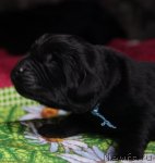 Превью фото № 106625