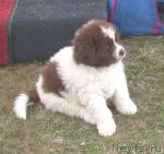 Превью фото № 1068