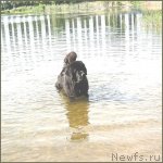 Превью фото № 106821