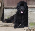 Превью фото № 106933