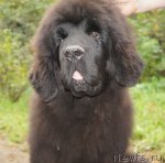 Превью фото № 106937