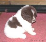 Превью фото № 1072