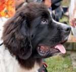 Превью фото № 107216