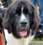 Превью фото № 107217