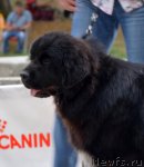 Превью фото № 107226