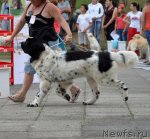 Превью фото № 107241