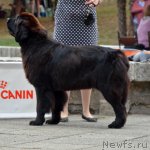 Превью фото № 107256