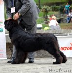 Превью фото № 107259