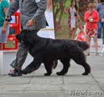 Превью фото № 107269