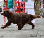 Превью фото № 107270