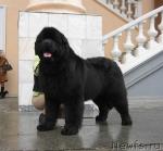 Превью фото № 10739