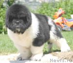 Превью фото № 1077