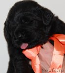 Превью фото № 107755