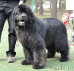 Превью фото № 107778