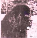 Превью фото № 108