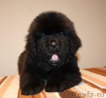 Превью фото № 108046