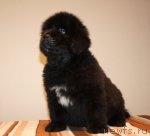 Превью фото № 108047