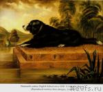 Превью фото № 10809