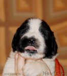 Превью фото № 108320